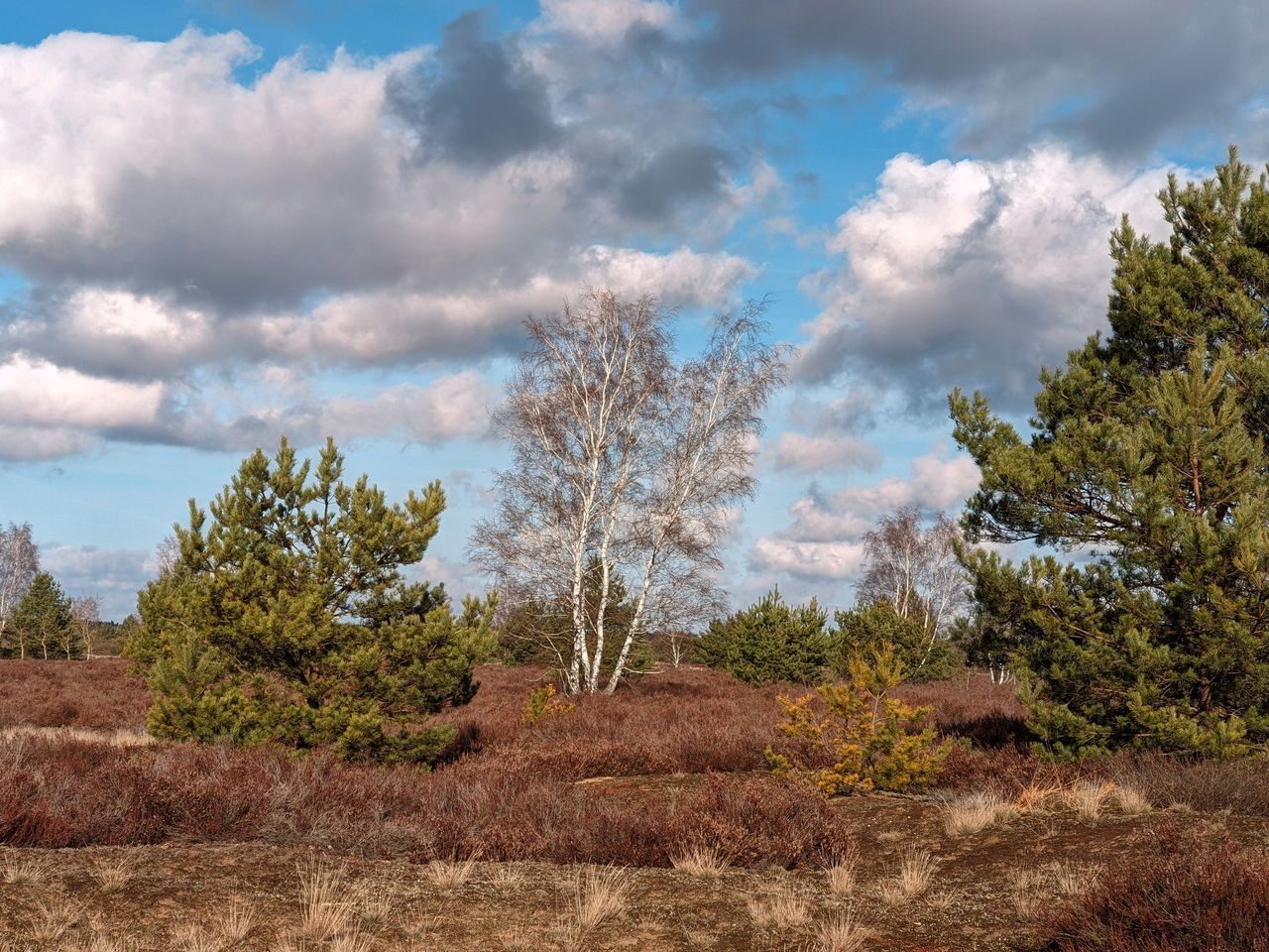 cloud, nature, plant, sky, tree, environment, landscape, land, wilderness, rural area, scenics - nature, beauty in nature, hill, no people, natural environment, autumn, grass, field, soil, outdoors, forest, non-urban scene, prairie, pinaceae, pine tree, tranquility, coniferous tree, day, blue, growth, travel, pine woodland, leaf, travel destinations, tranquil scene, cloudscape, semi-arid