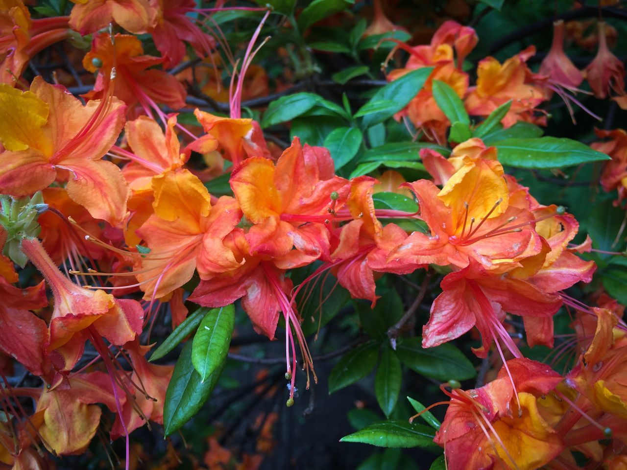 CLOSE-UP OF ORANGE FLOWERING PLANTS