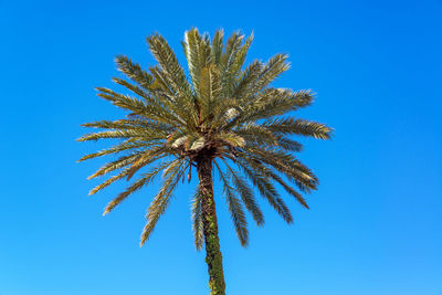 Low angle view of coconut palm tree against clear blue sky
