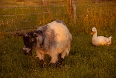 Sunset in ireland with wild animals duck and goat