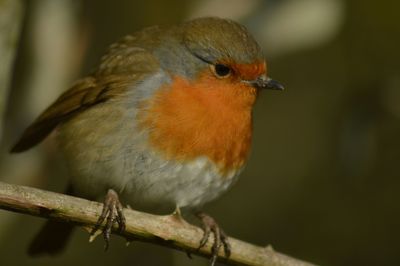 Close-up of bird perching on branch