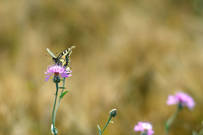 Butterfly stand on flower