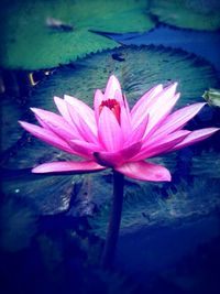 Close-up of lotus water lily in pond