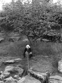 Man standing by tree in forest