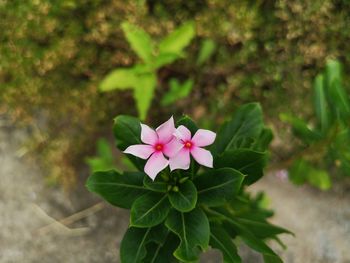 Close-up of pink flowering plant