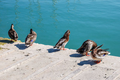 High angle view of birds perching on a lake