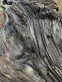 Full frame shot of tree trunk