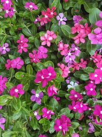 High angle view of pink flowering plants