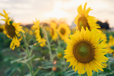 Close-up of yellow sunflower on field