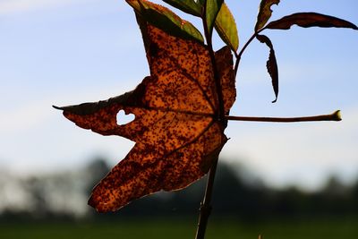 Close-up of dry maple leaf on tree