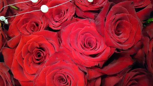 Full frame shot of red roses