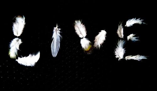 Close-up of feather against black background