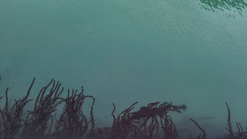 Plants in water