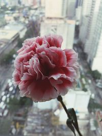 Close-up of pink flower growing on plant