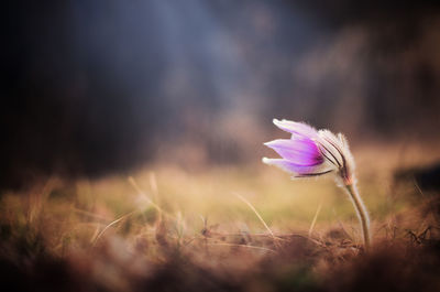 Close-up of purple crocus flowers on field