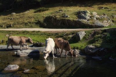 Cows grazing on rock by landscape