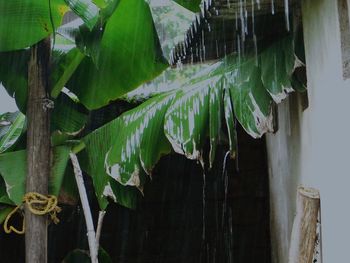 Close-up of fresh green plant against trees