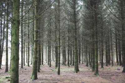 Trees in forest against sky