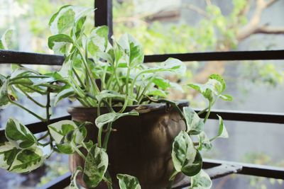 Close-up of potted plant