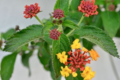 Close-up of flowering plant