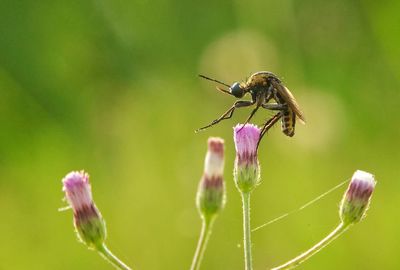 Close-up of insect on flower