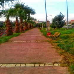 Footpath amidst palm trees in park against sky