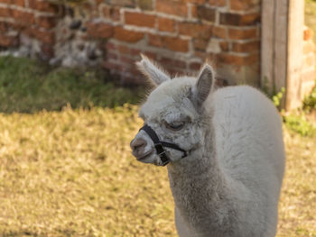 Close-up of a goat