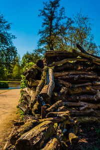 Stack of logs in forest against clear blue sky