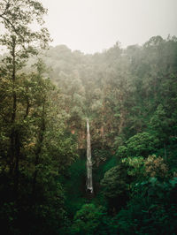 Scenic view of forest