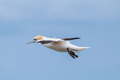 Low angle view of seagull flying in sky