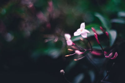 Close-up of pink flower