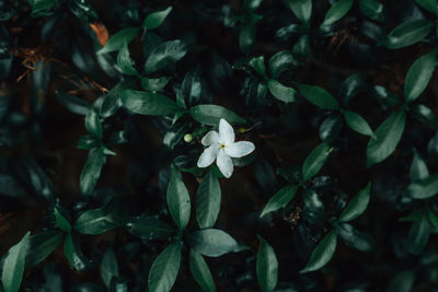 Close-up of white flowering plants