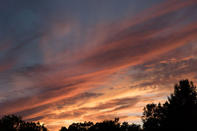 Silhouette of trees at sunset