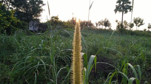 Plants growing on field against sky