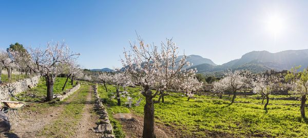 View of vineyard against sky