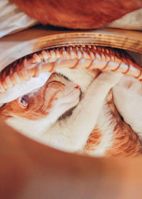 High angle view of a cat