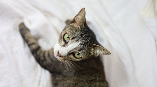 High angle portrait of a cat