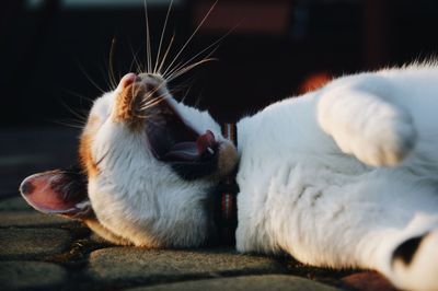 Close-up of cat relaxing