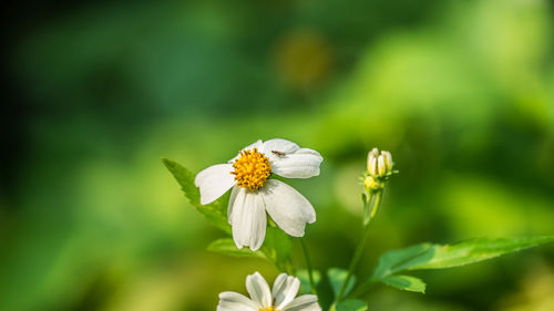 Close-up of white flowering plant