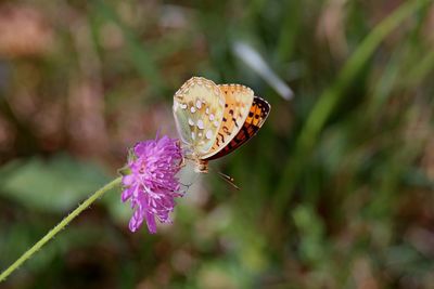 Close-up of butterfly pollinating on flower