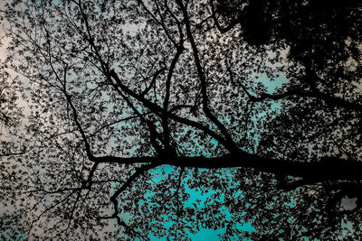 Low angle view of silhouette tree against sky