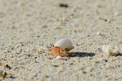 Close-up of seashell on sand