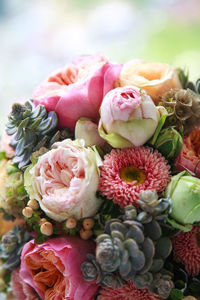 Close-up of pink flowers