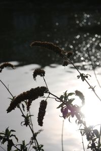 Close-up of plant against blurred background