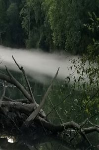 Scenic view of lake in forest