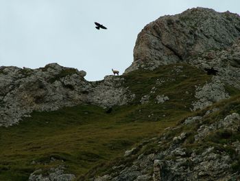 Low angle view of silhouette eagle flying over goat on rocky mountain