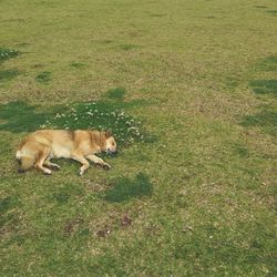 Dog relaxing on grassy field
