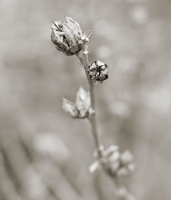 Close-up of insect on flower