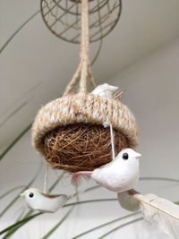 Close-up of bird perching on nest