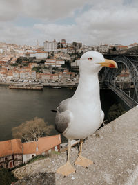 Seagull perching on a building